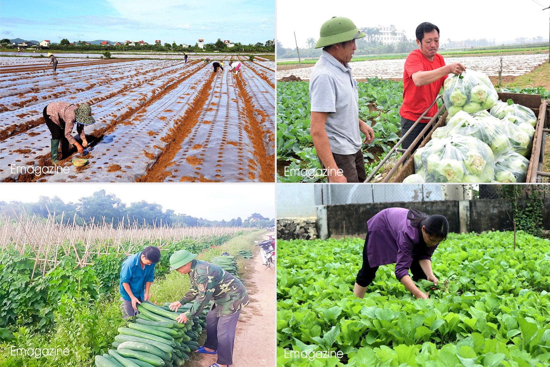 Giá trị sản xuất vụ đông của Nghệ An không ngừng gia tăng trong thời gian qua. Ảnh: PV-CTV