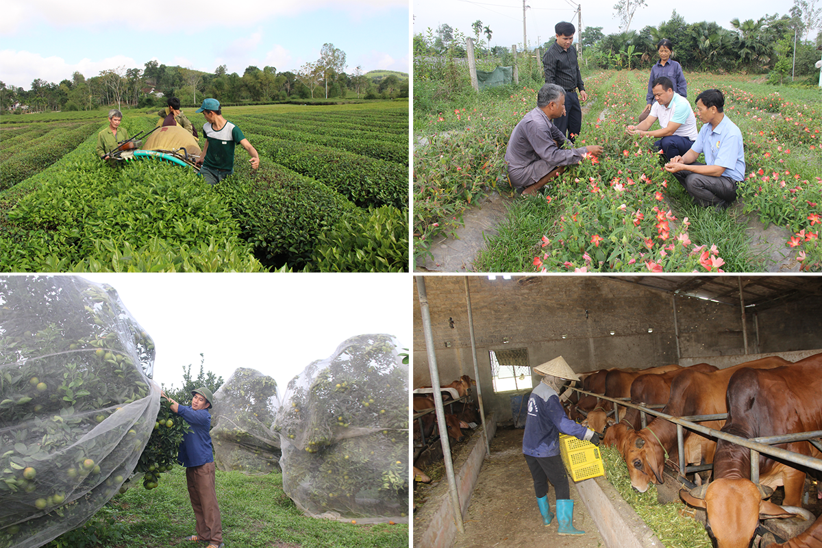 Các mô hình đem lại hiệu quả kinh tế cao ở huyện Thanh Chương.