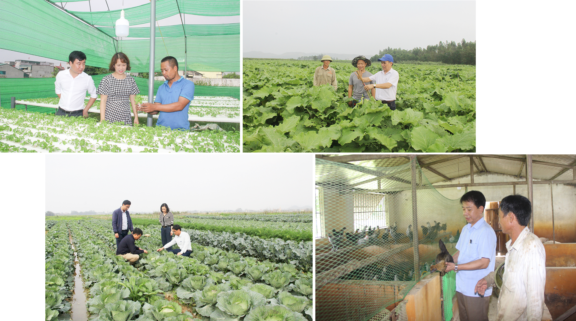 Một số mô hình kinh tế phát huy hiệu quả ở Hưng Nguyên. Ảnh: Mai Hoa