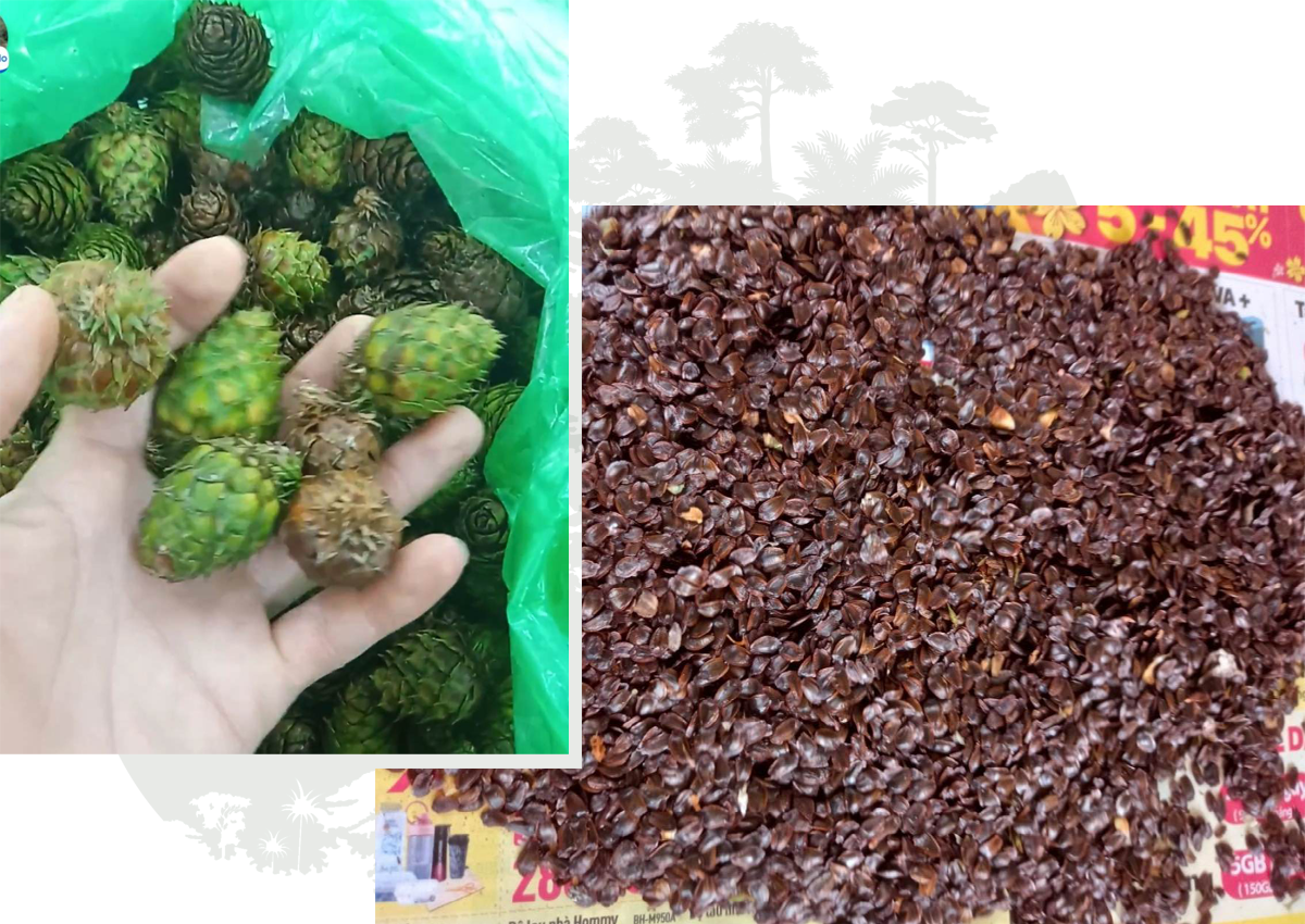Quả và hạt cây Sa mu cán bộ Khu Bảo tồn thiên nhiên Pù Hoạt lấy từ Vườn cây Sa mu di sản Quốc gia.