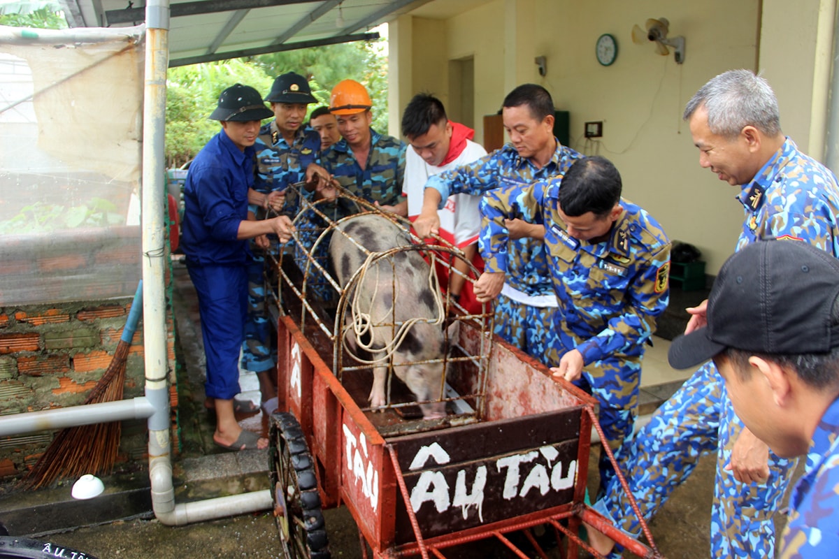 Các vật nuôi đưa từ đất liền nhanh chóng được vận chuyển đến chuồng trại trên đảo.