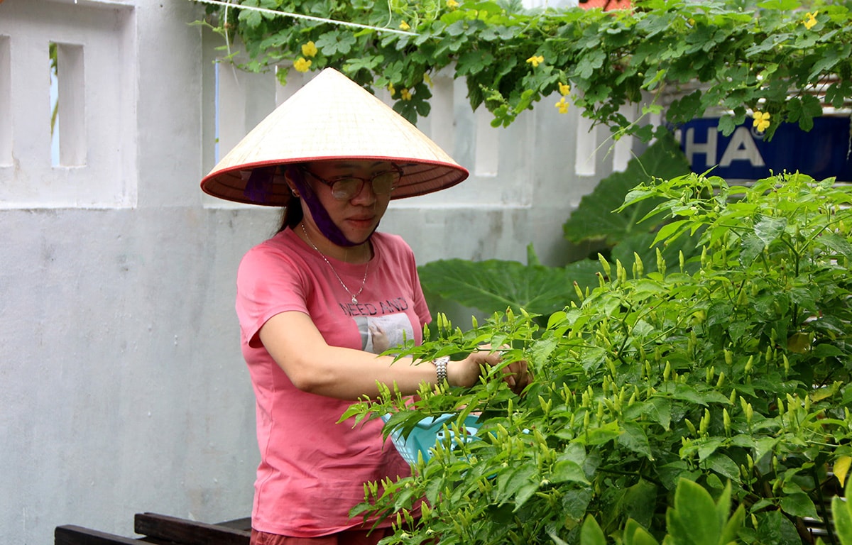 Chị Lan trồng nhiều rau xanh tại nhà.