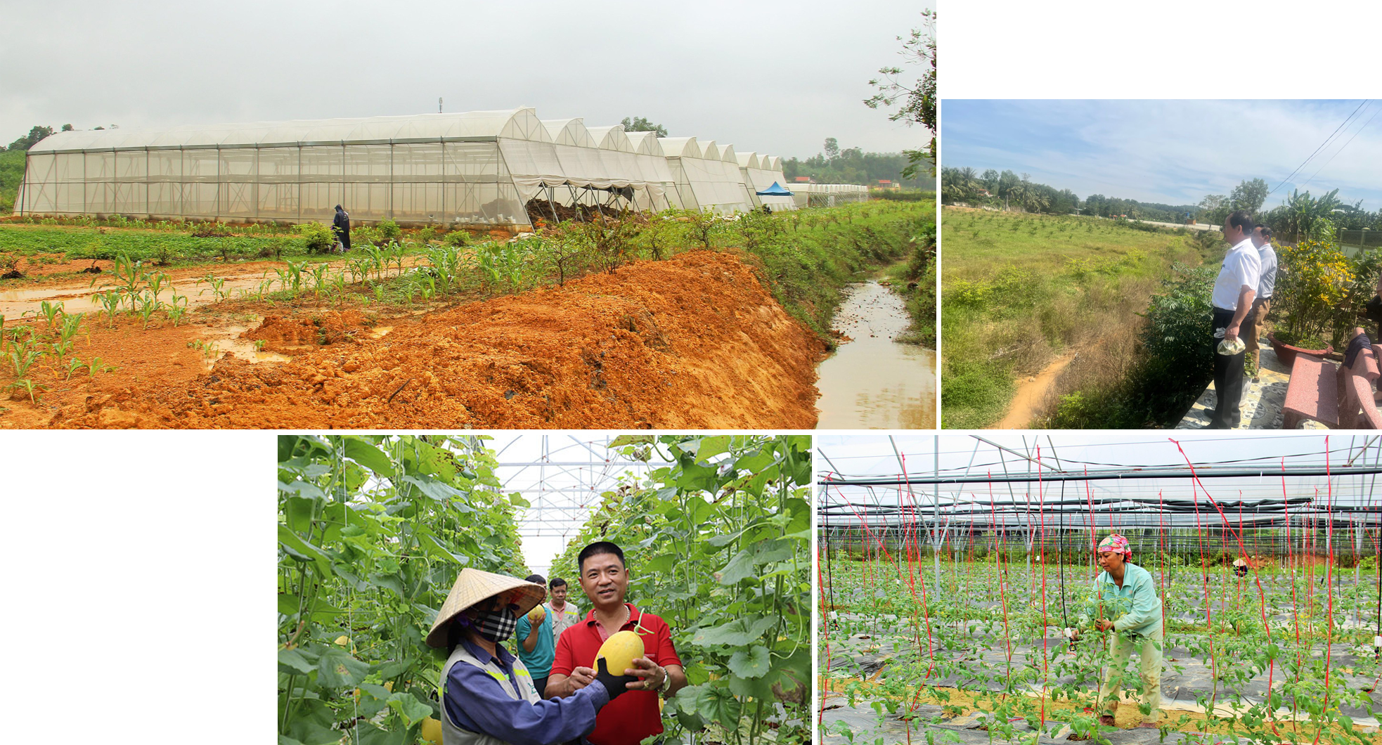 Khu vực nhà vườn trồng dưa lưới và nho tại trang trại Đồi Chồi; Khu vực đất sản xuất hiệu quả thấp ở Đồi Chồi nay đã chuyển đổi sang trồng chanh không hạt; Thu hoạch dưa ở trang trại Đồi Chồi; Chăm sóc cà chua phục vụ Tết. Ảnh: Hoàng Vĩnh - Khánh Ly - Huy Khôi