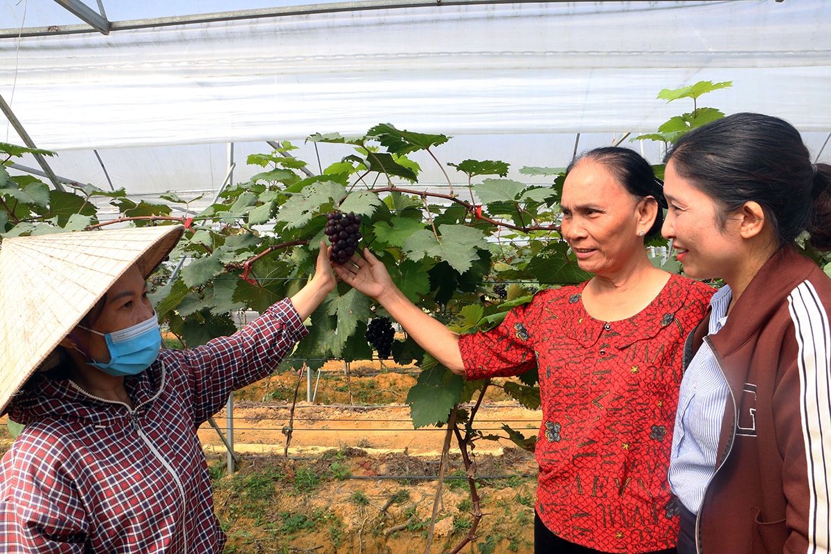 Bà Hoàng Thị Lý bí thư kiêm xóm trưởng xóm Yên Thế ( áo đỏ) có nhiều đóng góp trong dân vận khéo để tích tụ ruộng đất xây dựng mô hình kinh tế chất lượng cao. Ảnh: Q.A