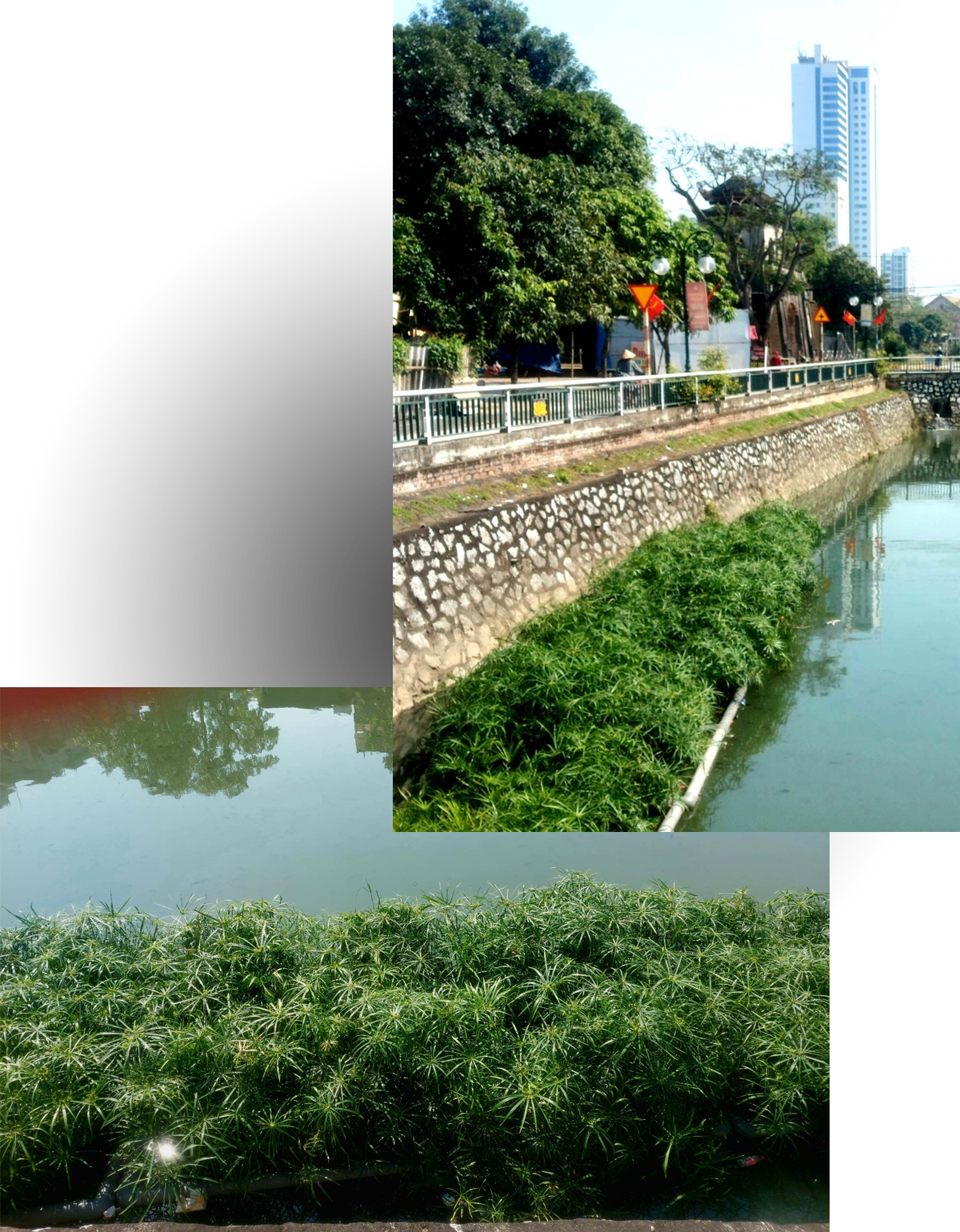 Cây thủy trúc phường Cửa Nam trồng thử nghiệm trong Hào Thành cổ để giảm thiểu ô nhiễm, tạo cảnh quan.