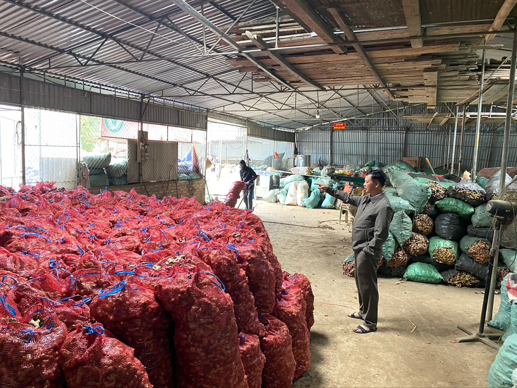 Gừng được tập kết tại một đơn vị thu mua ở thị trấn Mường Xén, huyện Kỳ Sơn. Ảnh: Văn Trường