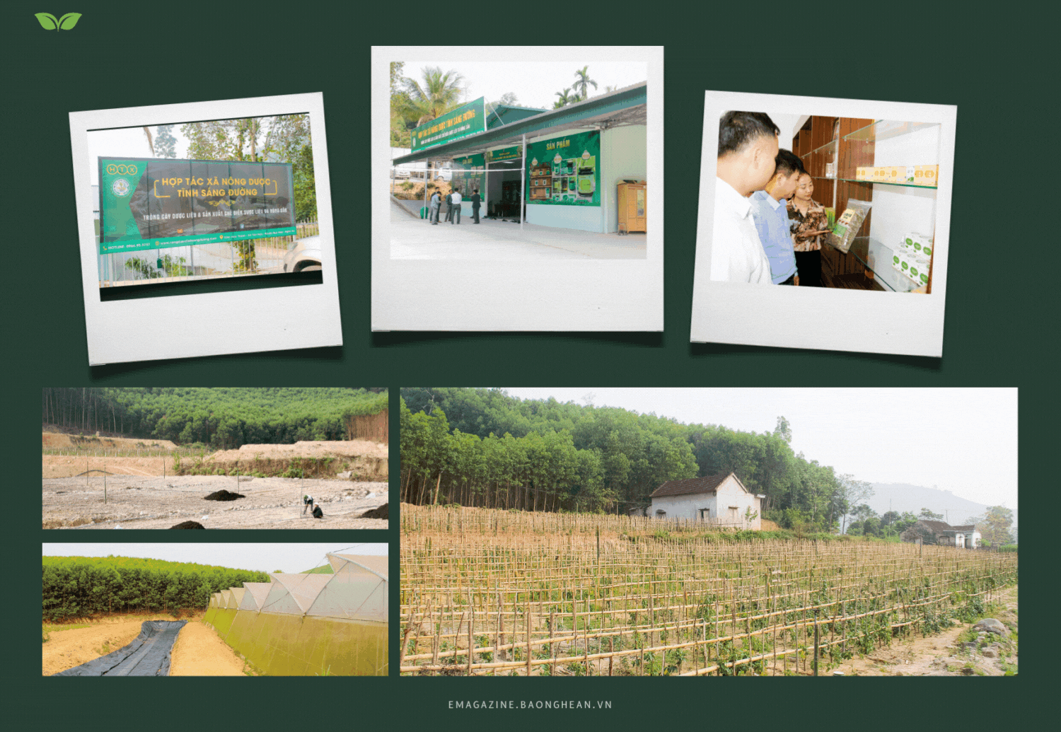 Vườn dược liệu của HTX Tĩnh Sáng Đường; Đoàn công tác Báo Nghệ An tham quan mô hình sản xuất của HTX Tĩnh Sáng Đường; Nhân viên HTX Nông dược Tĩnh Sáng Đường giới thiệu sản phẩm. Ảnh: Hoàng Vĩnh