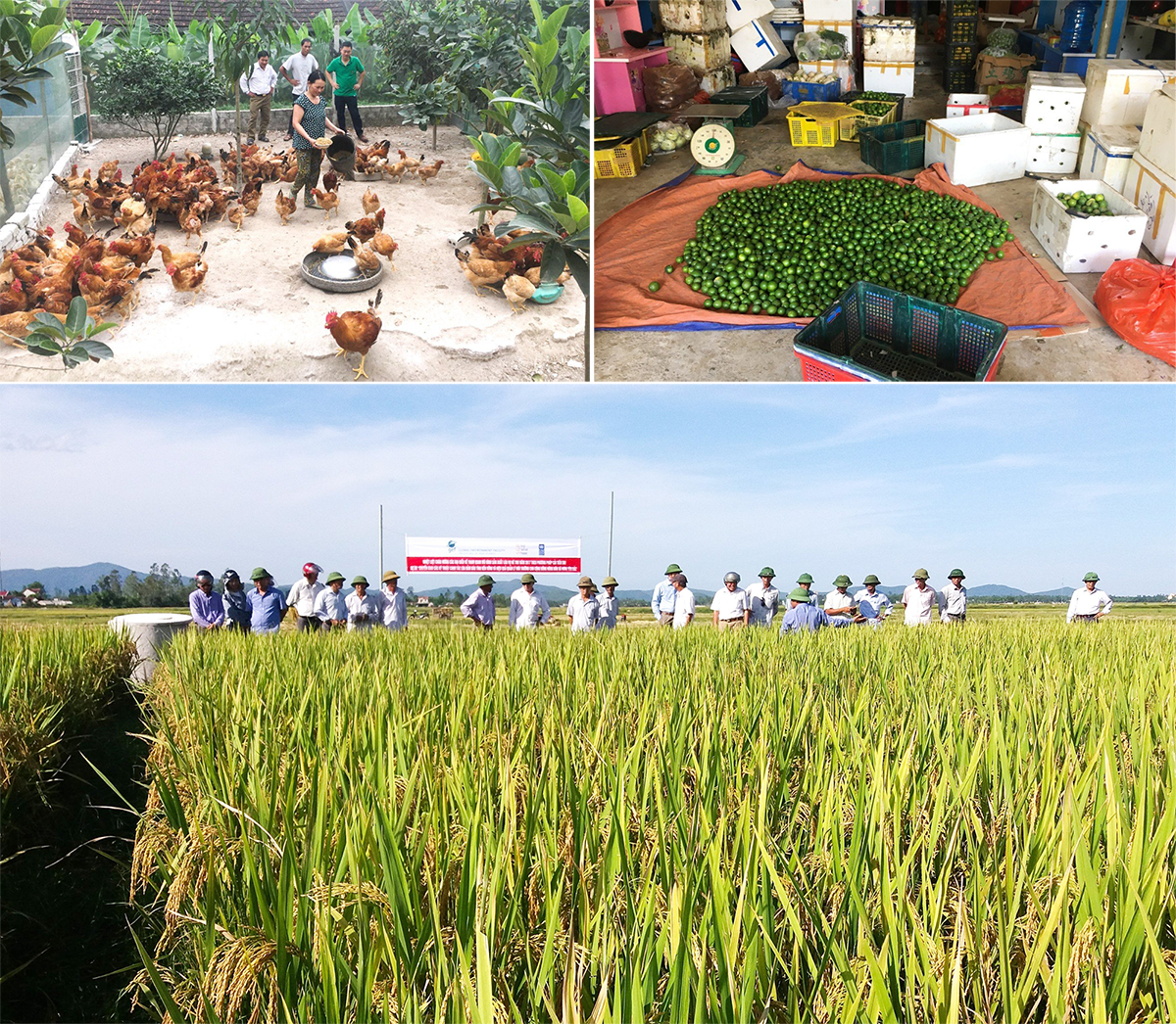 Nhân dân Hưng Yên Bắc phát triển sản xuất nông nghiệp. Ảnh: Hoàng Đức Chuyên - Thanh Tâm