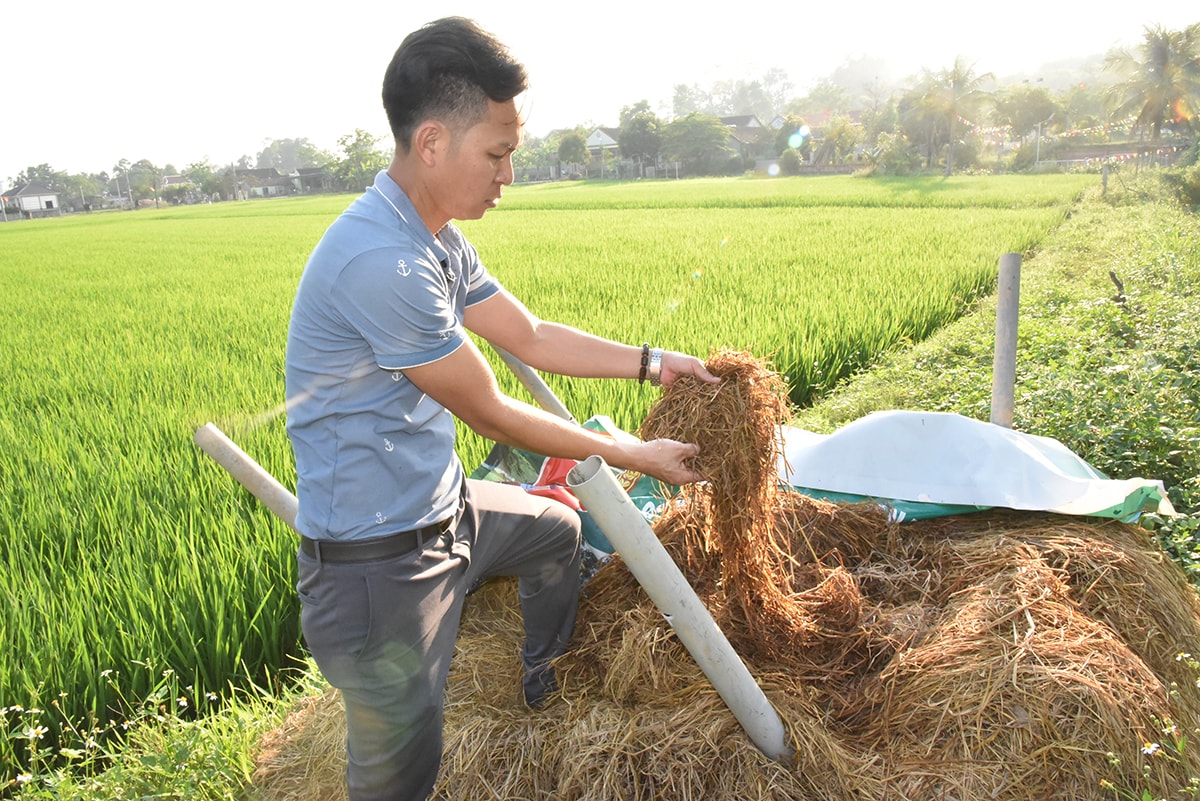 Nông dân xã Thịnh Sơn (Đô Lương) ủ rơm tại ruộng bằng men vi sinh.