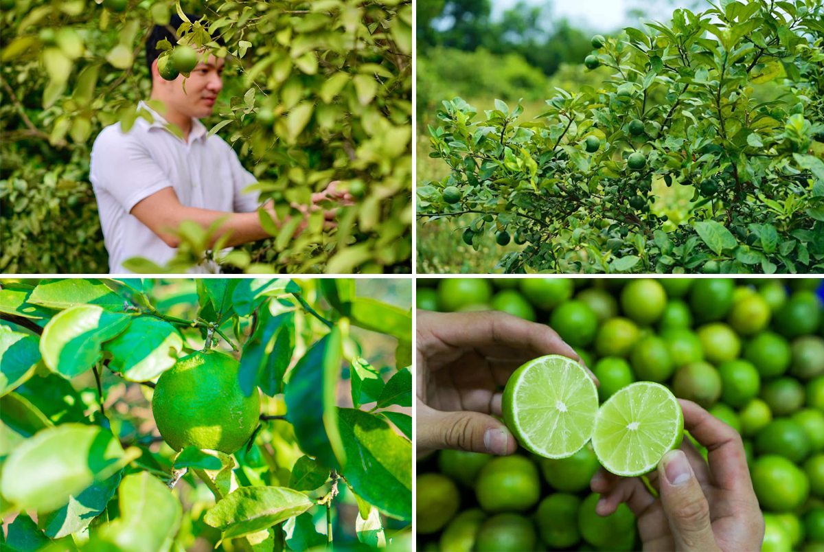 Đặng Văn Hóa và dự án chanh Thiên Nhẫn.