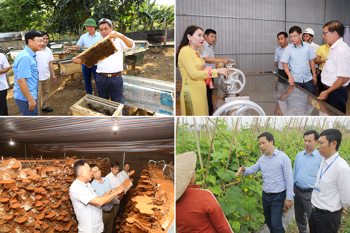 Lãnh đạo thị xã Thái Hòa kiểm tra các mô hình sản xuất tại địa bàn. Ảnh: Nguyên Nguyên - Thành Duy - Mai Hoa