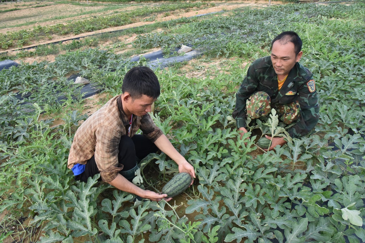 Nông dân xã Tam Quang (Tương Dương) chuyển đổi cây trồng trên vùng đất bãi Nậm Khủn.