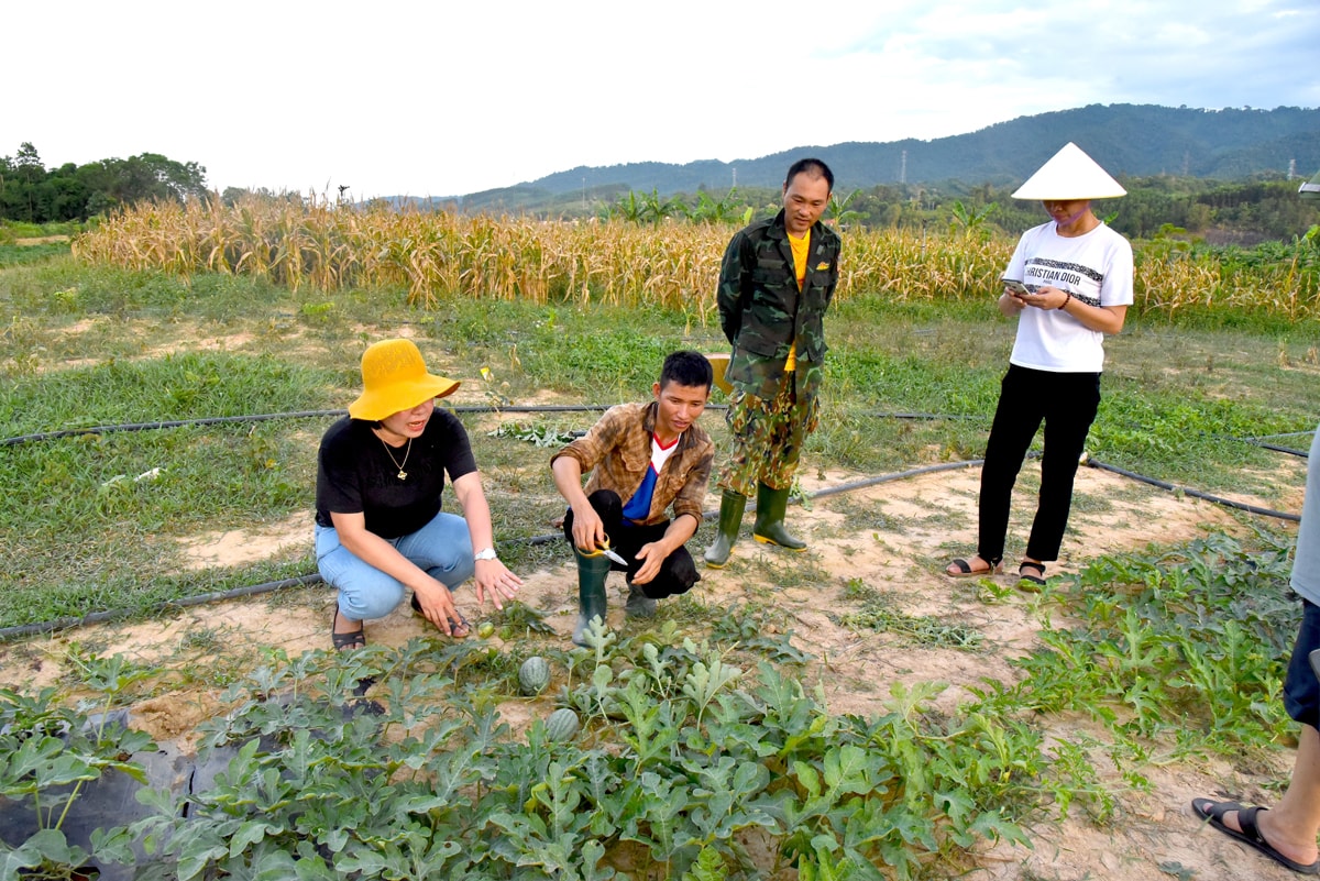 Lãnh đạo xã Tam Quang (Tương Dương) kiểm tra mô hình chuyển đổi cây trồng chống hạn tại bản Bãi Sở.