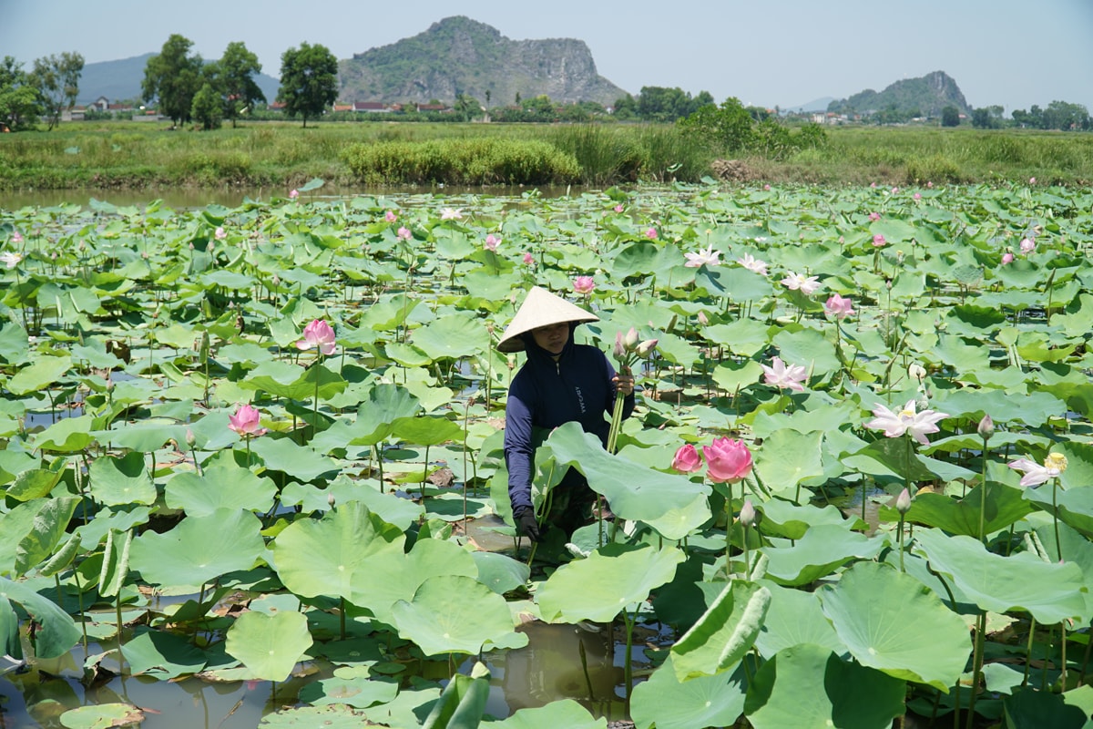Mô hình 6 ha trồng sen được chuyển đổi từ đất lúa kém hiệu quả ở xã Minh Châu (Diễn Châu).