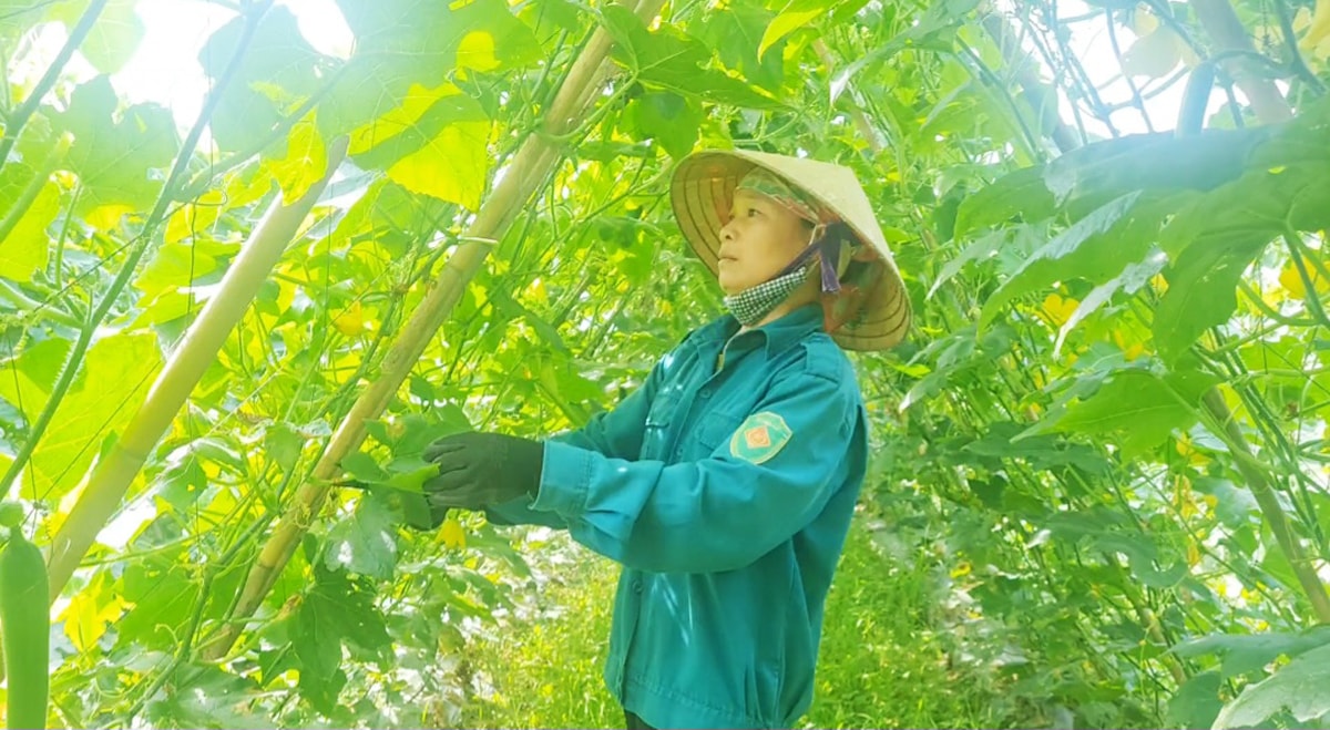 Mô hình trồng bí cho thu nhập cao chuyển đổi từ đất trồng lúa ở xã Thanh Khai (Thanh Chương).