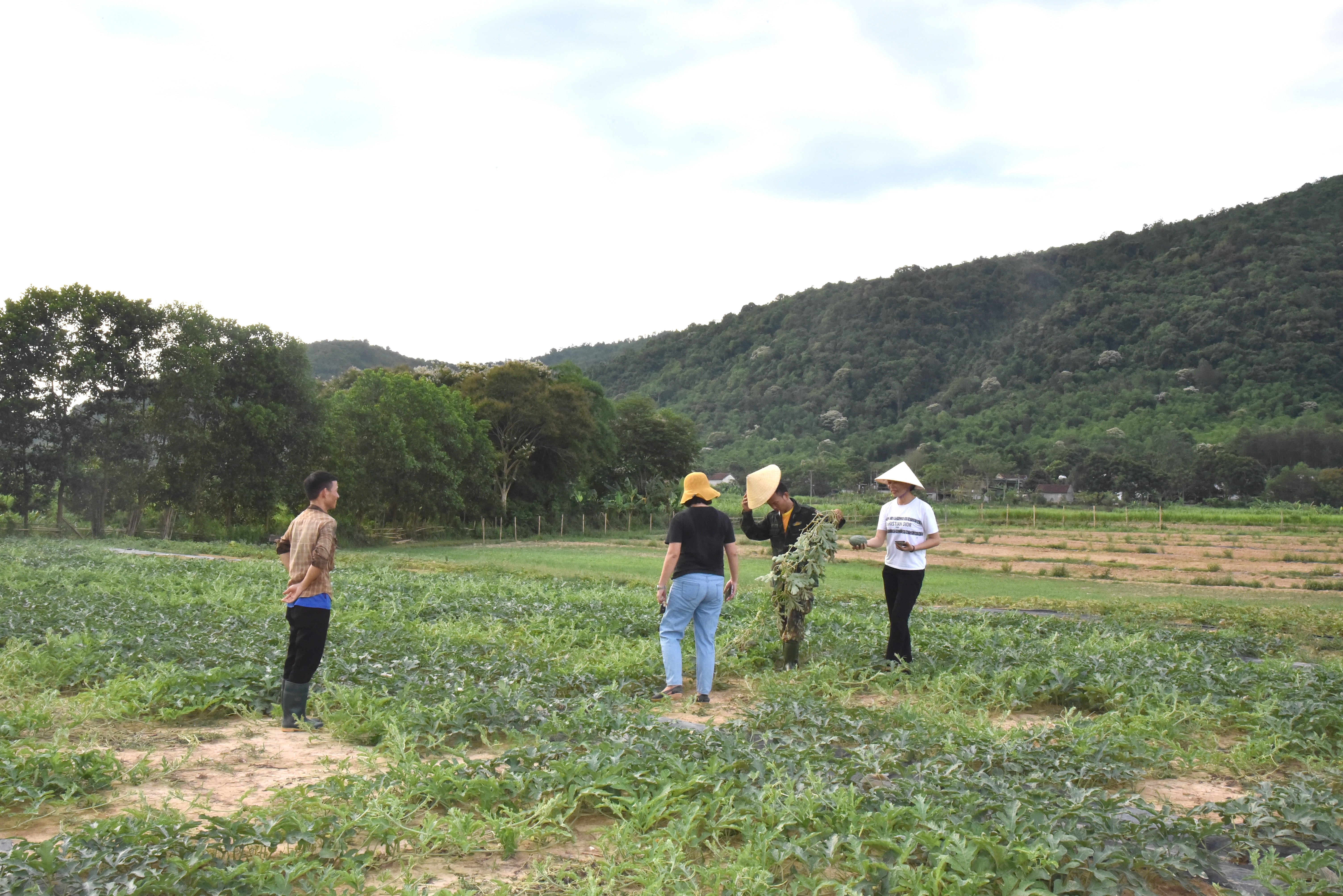 Mô hình trồng dưa hấu trên đất hạn hán ở xã Tam Quang (Tương Dương) cho thu nhập cao của anh Trần Văn Đô.