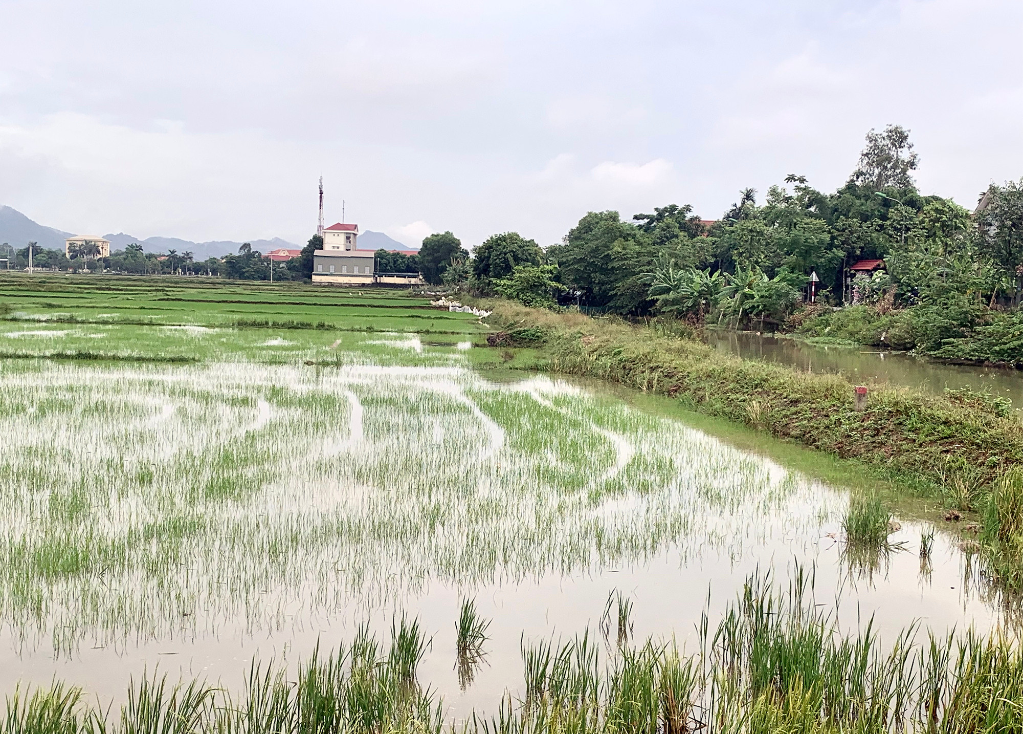 bna_ lúa Hưng Nguyên. Ảnh- Phú Hương.jpg