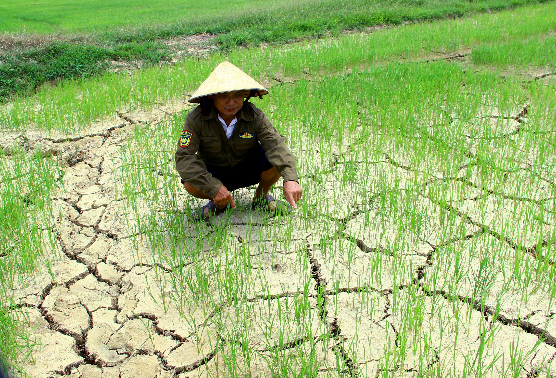 bna_Người dân xã Châu Nhân huyện Hưng Nguyên lo lắng vì nước nhiễm mặn nặng không thể bơm tưới cho lúa ảnh QA.jpg
