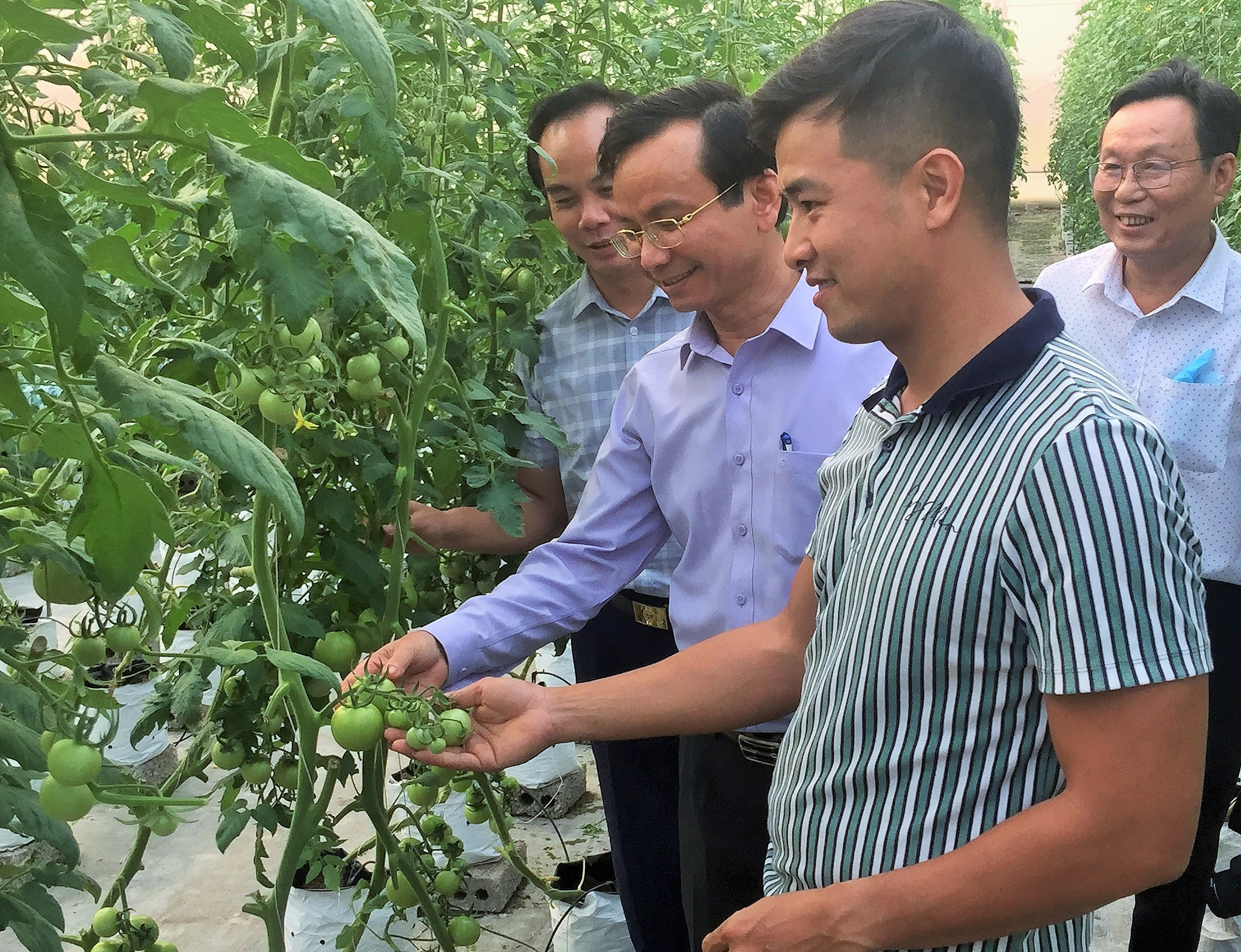 bna_ Ảnh trang 1, các đồng chí lãnh đạo huyện Quỳnh Lưu thăm mô hình sản xuất nông ứng dụng công nghệ cao tại xã Quỳnh Giang. Ảnh Hoàng Vĩnh.JPG