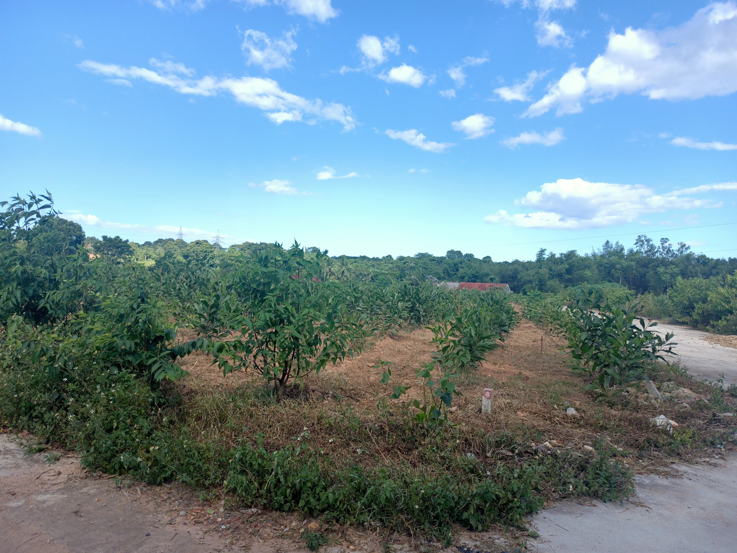 BNA_Thửa đất mà Mai Xuân Điểu mua lại của anh Sơn tại xã Nghĩa Thành nay đang được trồng keo. Ảnh Tiến Đông.jpg