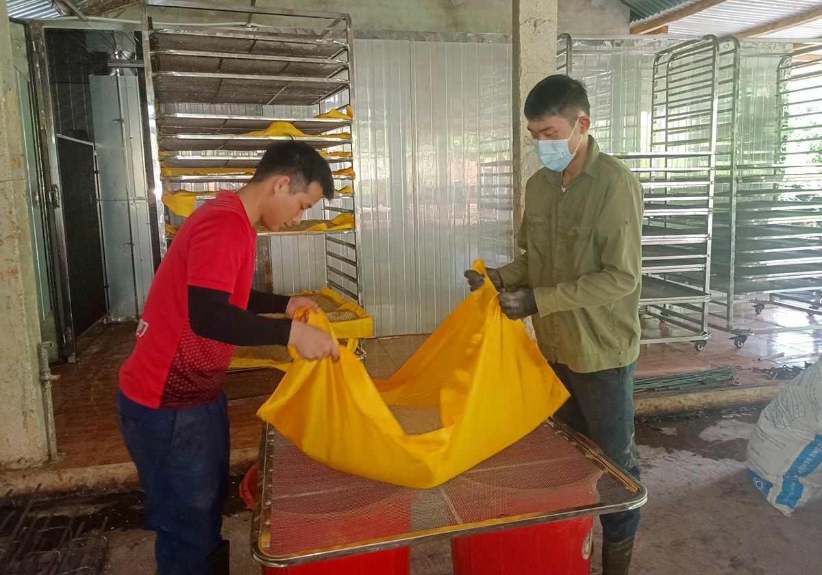 Đội viên Tổng đội TNXP 9 tiến hành sấy nghệ bằng lò sấy điện.