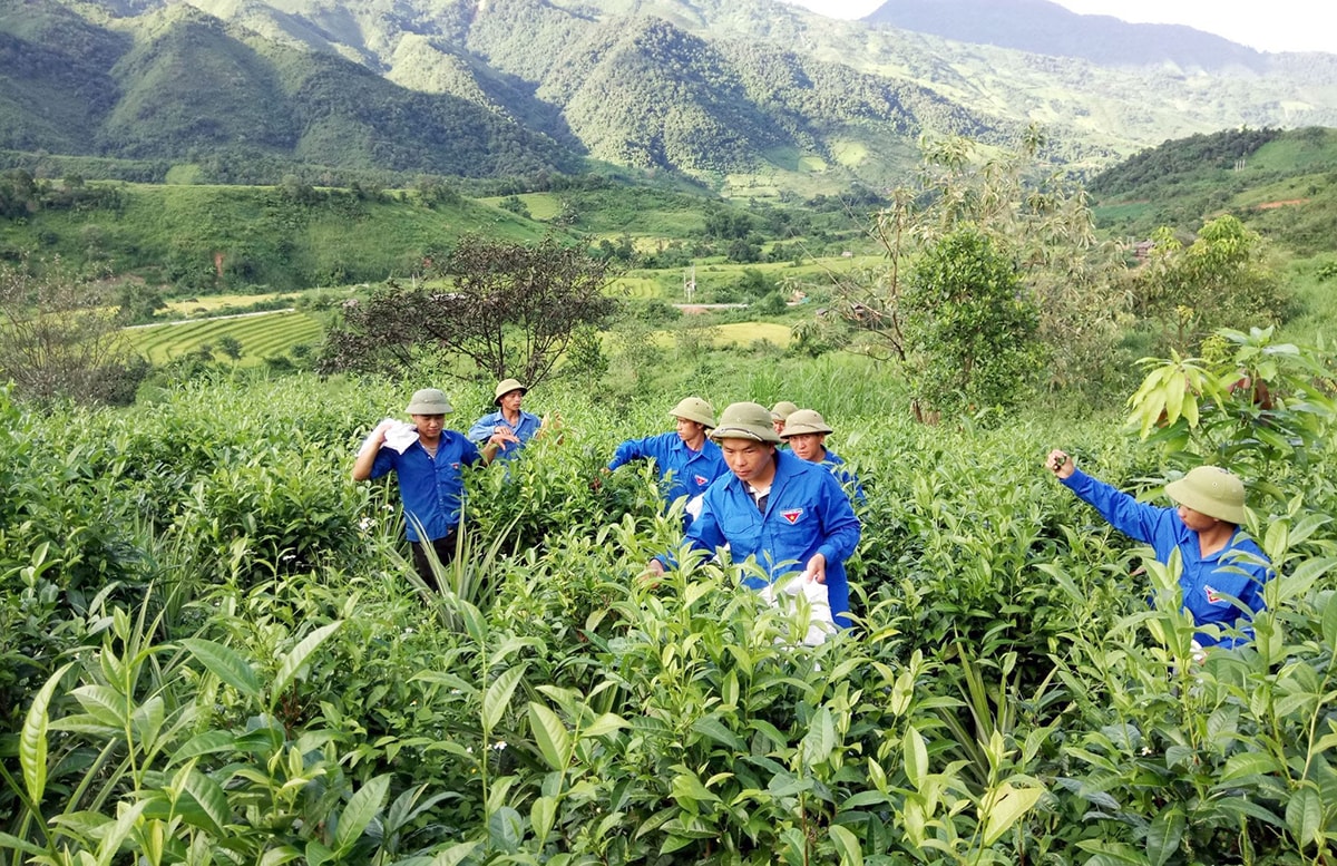Lực lượng TNXP đã tiên phong xây dựng nhiều mô hình kinh tế hiệu quả tại những vùng đất khó khăn của tỉnh. Ảnh: Thanh Quỳnh