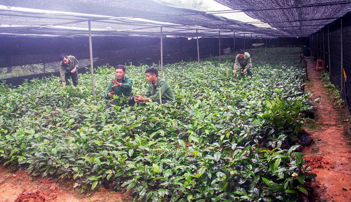 Ươm giống chè Shan Tuyết tại Tổng đội TNXP 10. Ảnh: Tư liệu
