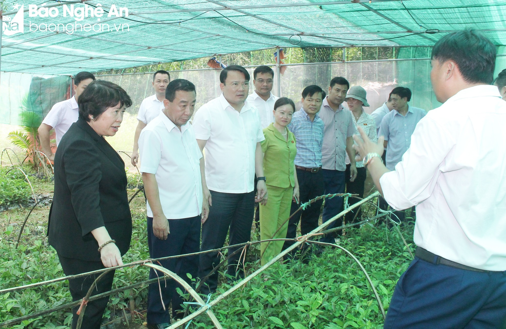 Đoàn công tác khảo sát mô hình ươm cây giống dược liệu tại xã Yên Hoà, huyện Tương Dương Ảnh MH.jpeg