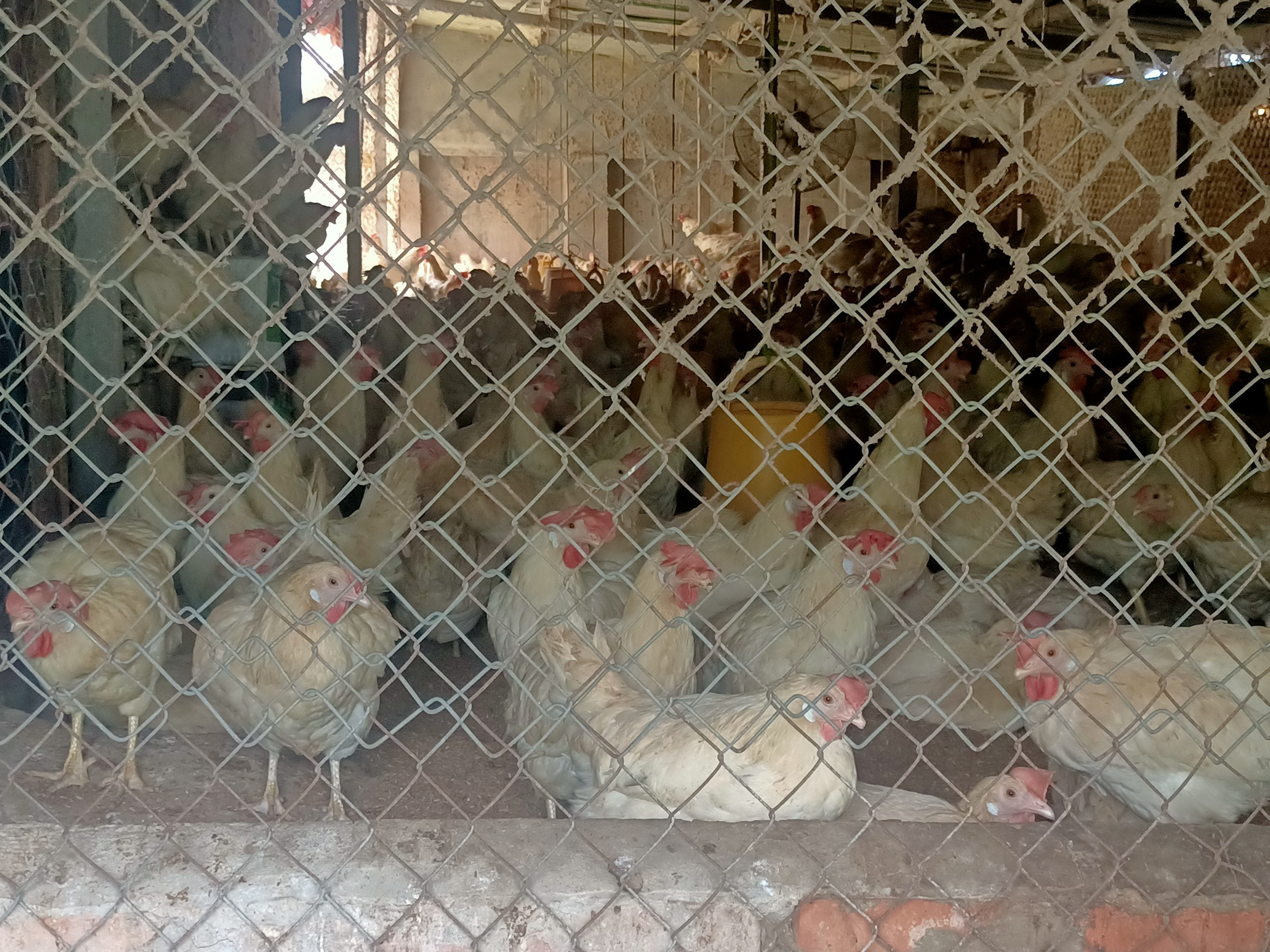 BNA_Nhìn từ bên ngoài, các trang trại đang còn hoạt động, với lượng lớn gà được nuôi nhốt bên trong. Ảnh Tiến Đông.jpg