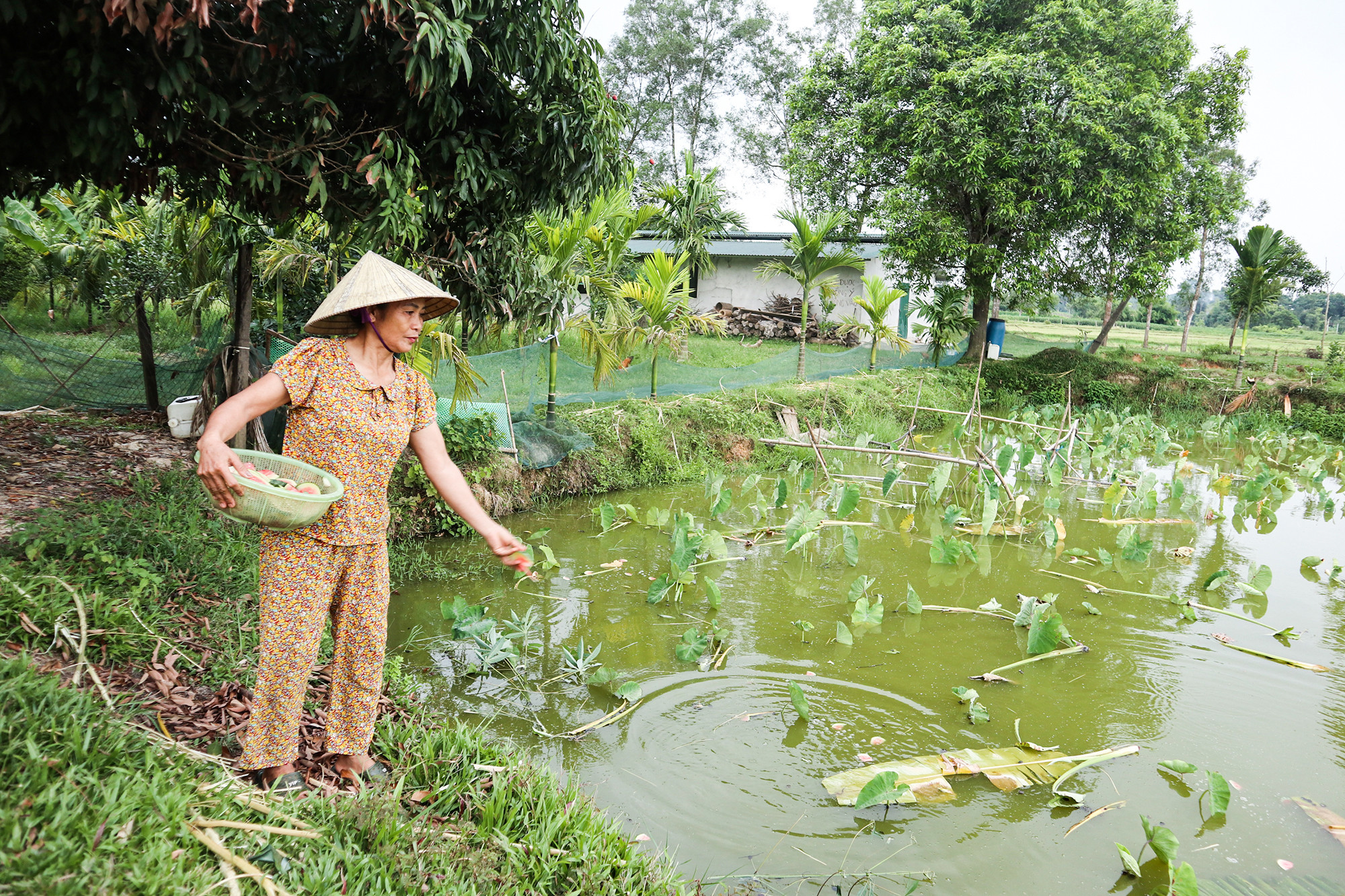 bna_thức ăn cho ốc bươu đen tận dụng trong vườn.JPG