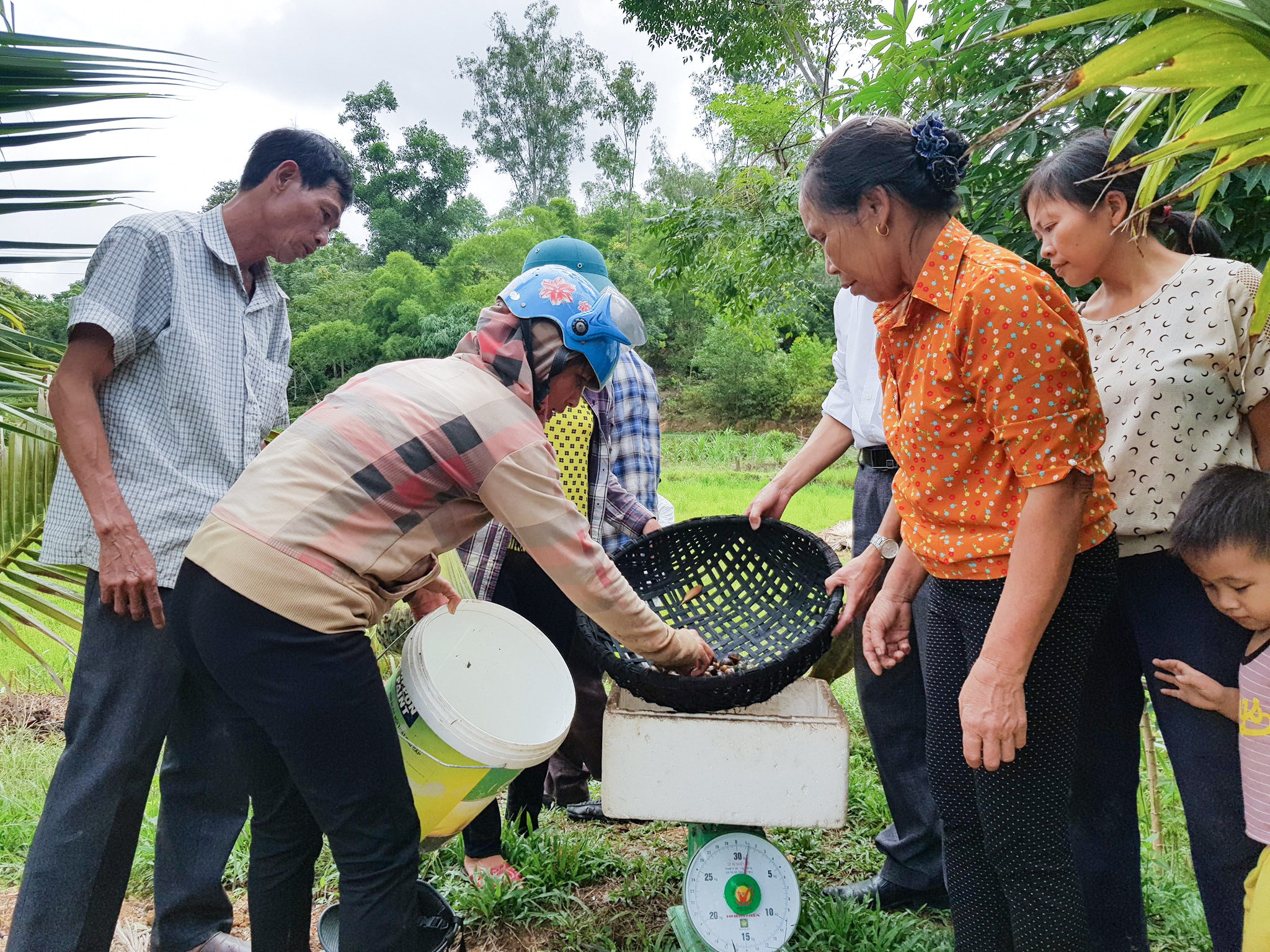 bna_thương lái thu mua ốc bươu đen tại Thanh Chương.jpg