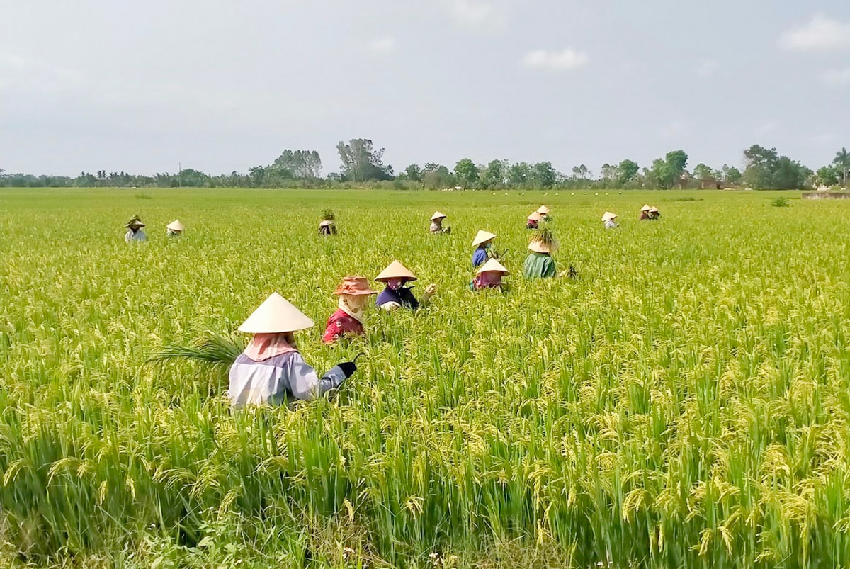 Bà con nông dân xã Diễn Liên (Diễn Châu) chăm sóc trên cánh đồng lúa liên kết sản xuất với doanh nghiệp. Ảnh: X.H
