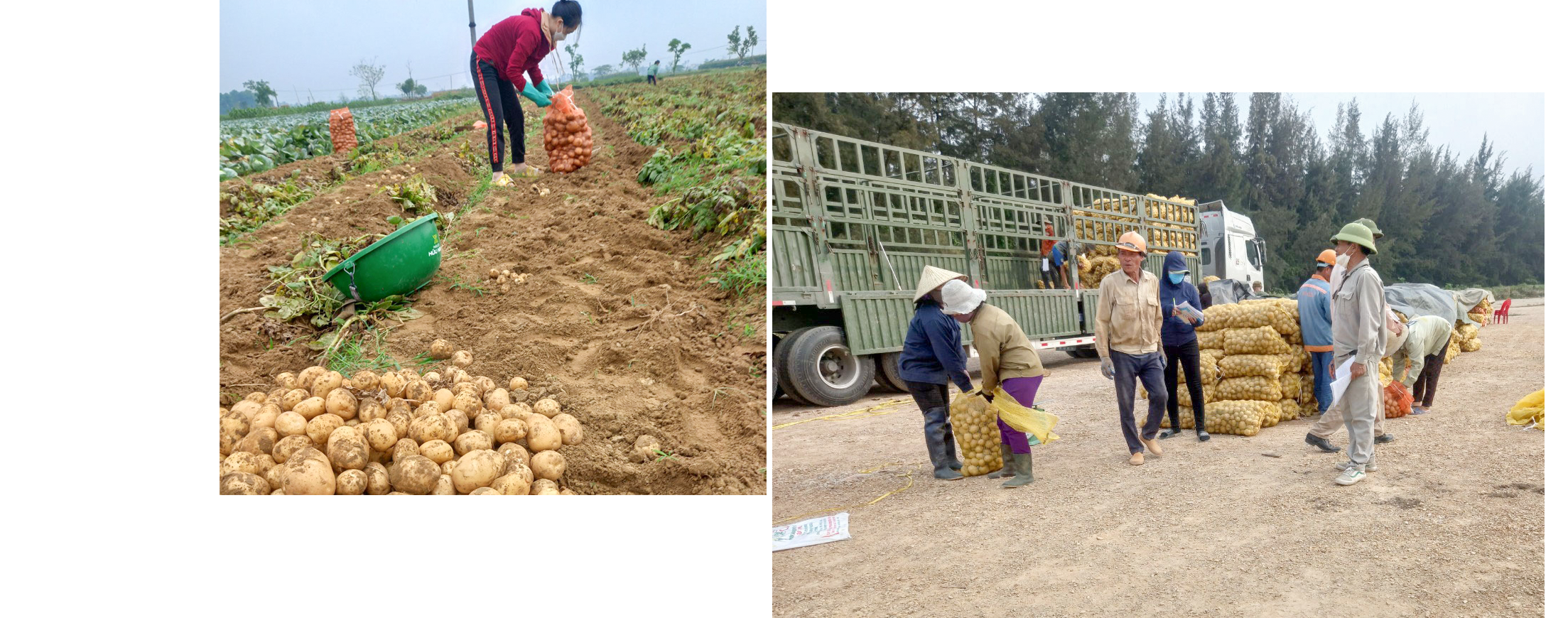 Bà con nông dân xã Diễn Phong (Diễn Châu) thu hoạch khoai tây; Doanh nghiệp thu mua khoai tây tại ruộng cho nông dân xã Diễn Phong. Ảnh: X.H