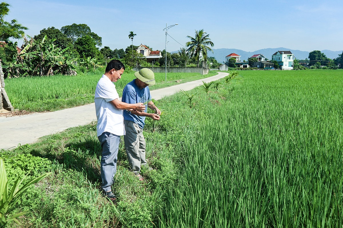 Cánh đồng ngay trước cửa nhà của ông Hồ Văn Quỳnh (xóm 6, xã Quỳnh Tam, Quỳnh Lưu).