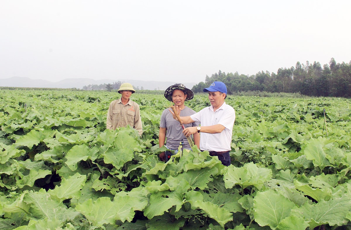 Cây sâm ngưu bàng được đưa vào trồng và đem lại hiệu quả kinh tế cao trên đồng đất huyện Hưng Nguyên. Ảnh: Mai Hoa
