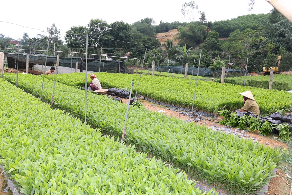 Cho thuê đất sản xuất giống cây ở xã Thanh Thủy (Thanh Chương). Ảnh: Thu Huyền