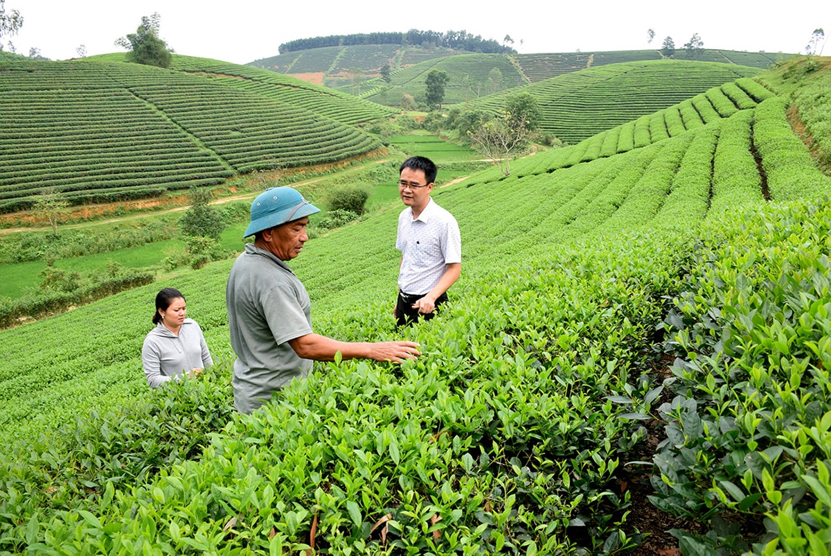Trồng chè ở huyện Anh Sơn. Ảnh: Xuân Hoàng