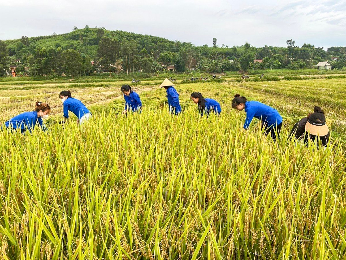 Nhiều vùng đất thực hiện chuyển đổi chưa triệt để, ruộng manh mún, máy móc không thể xuống đồng, người dân vẫn phải gặt tay. Ảnh: T.P