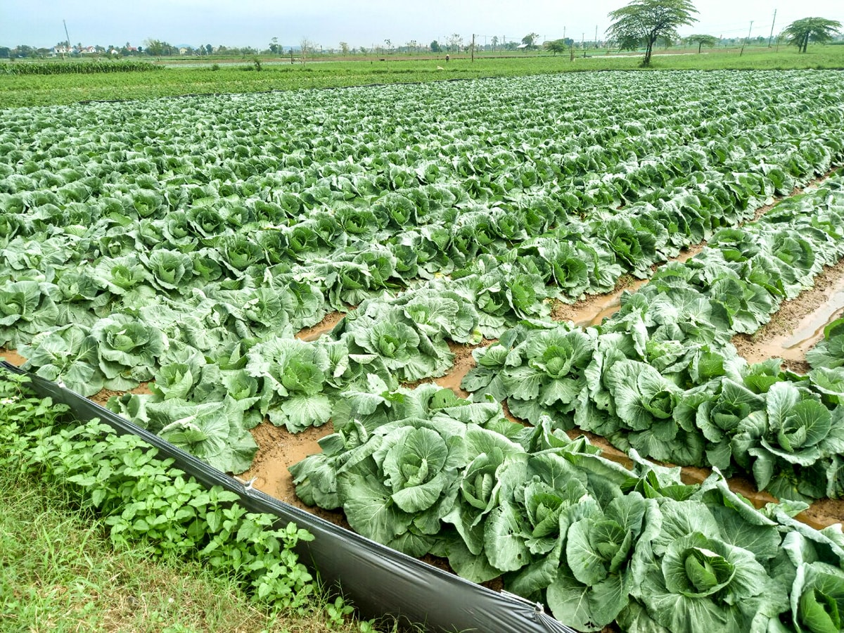 Những cánh đồng rau màu vụ Đông ở xã Diễn Phong (Diễn Châu). Ảnh: T.P