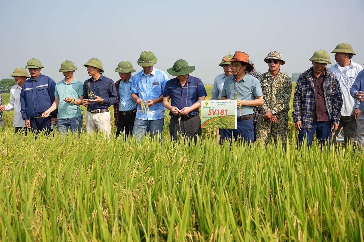 Sau chuyển đổi, nhiều cánh đồng lớn ở huyện Hưng Nguyên chỉ cơ cấu 1 giống lúa chất lượng cao, năng suất vượt trội. Ảnh: T.P