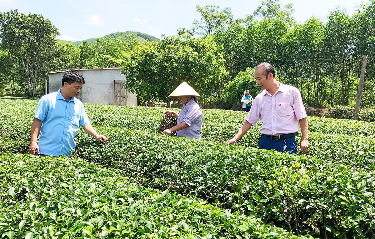 Vườn chè của gia đình chị Phạm Thị Xuân ở xóm Đá Bia, xã Thanh Mai (Thanh Chương). Ảnh: Thu Huyền