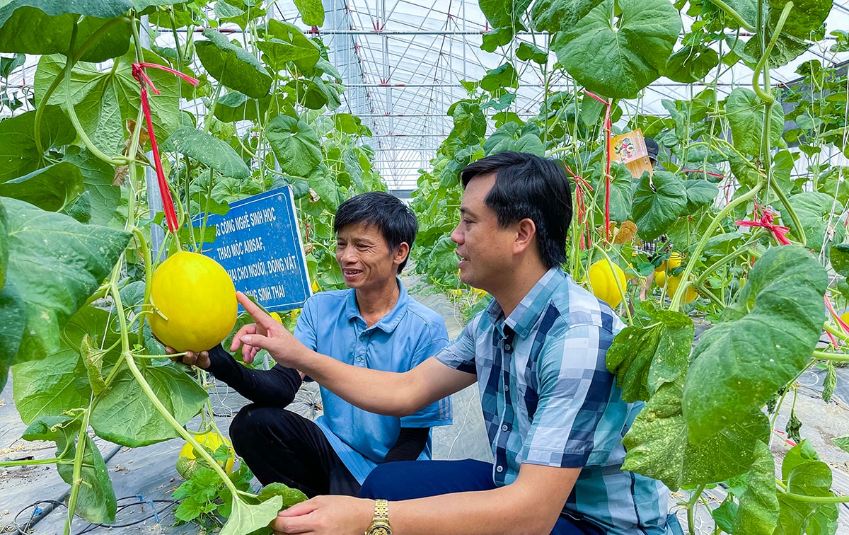 Mô hình sản xuất dưa lưới trong nhà màng ở xã Nghi Long (Nghi Lộc). Ảnh: Thanh Lê