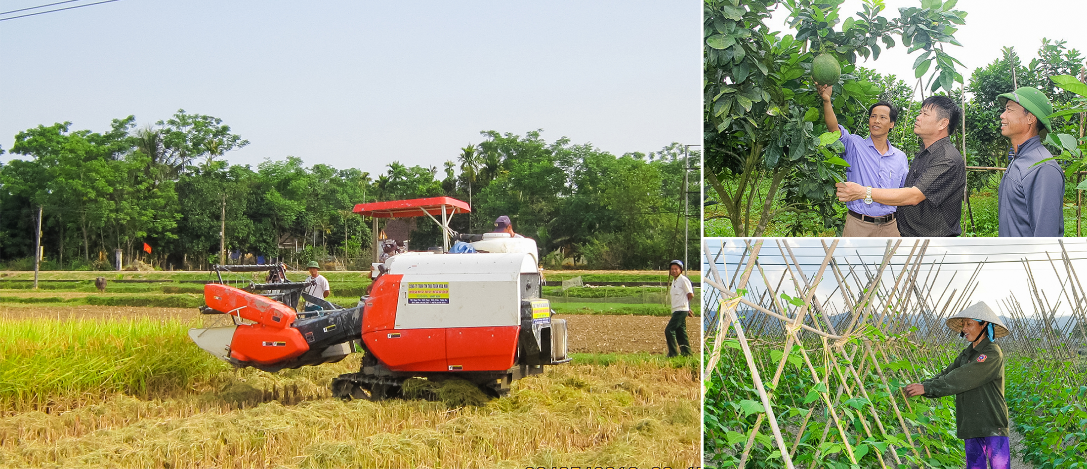 Người dân xã Thanh Liên chuyển đổi cơ cấu cây trồng, xây dựng các mô hình sản xuất nông nghiệp hàng hóa. Ảnh: Mai Hoa