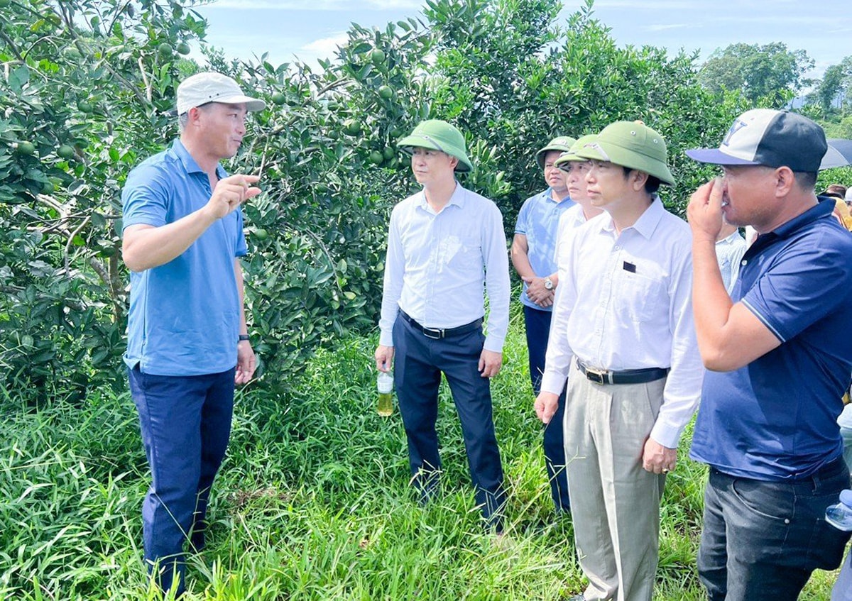 Đồng chí Nguyễn Hải Dương - Bí thư Huyện ủy, Chủ tịch HĐND huyện Thanh Chương tìm hiểu mô hình trồng cam theo hướng hữu cơ tại xã Thanh Đức. Ảnh: Hữu Thịnh