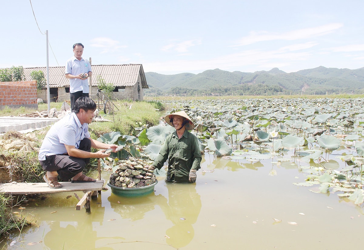 Xã Thanh Liên chuyển đổi diện tích sâu trũng bỏ hoang sang trồng sen, đem lại giá trị kinh tế. Ảnh: Mai Hoa