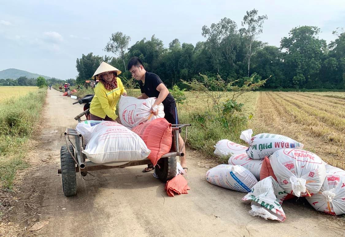 bna_ Châu Nhân thu hoạch lúa. Ảnh- Phú Hương.jpg