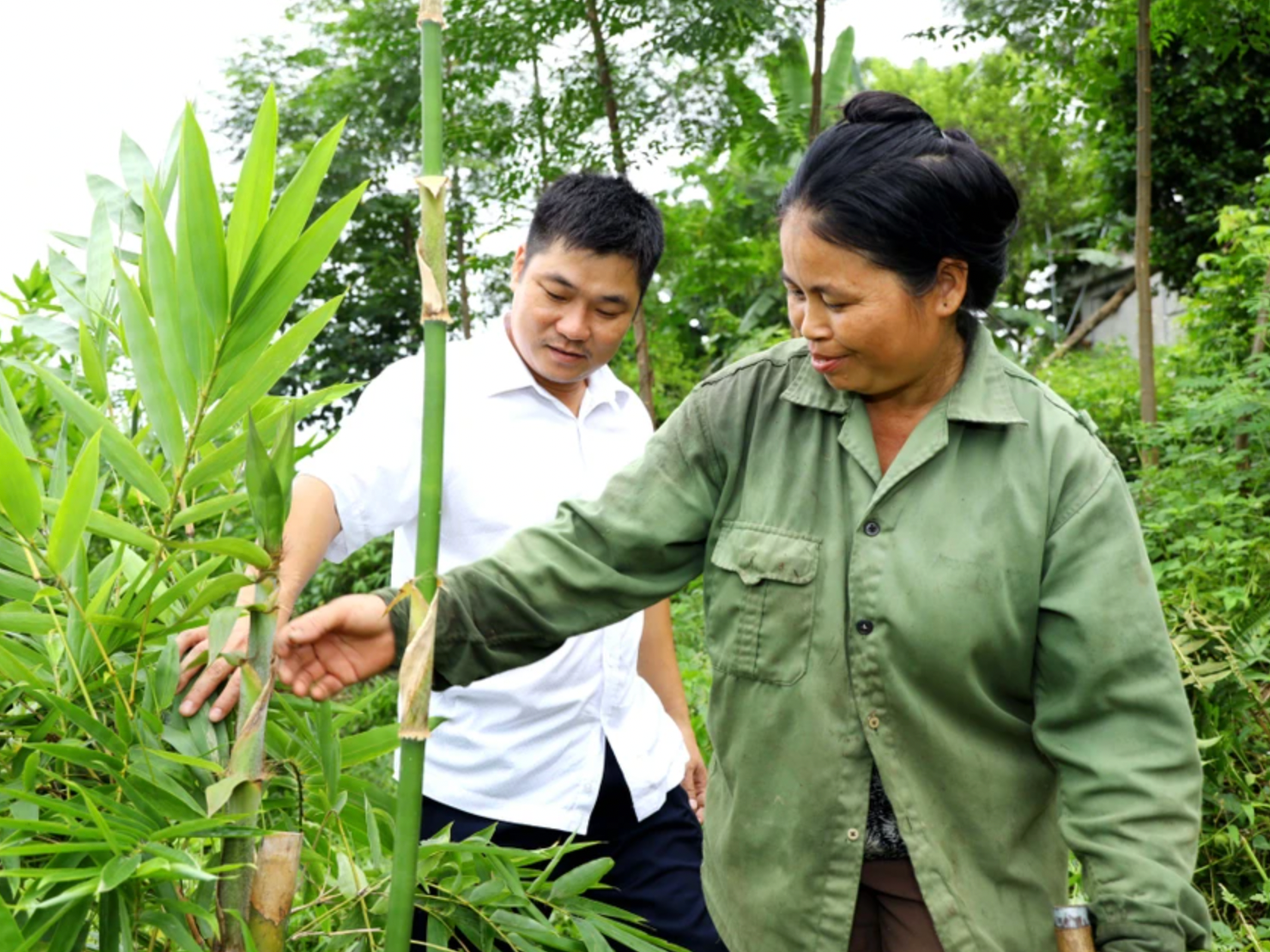 bna_Người dân Châu Thắng chăm sóc cây lùng cho thu nhập bền vững ảnh Nguyên Nguyên.png