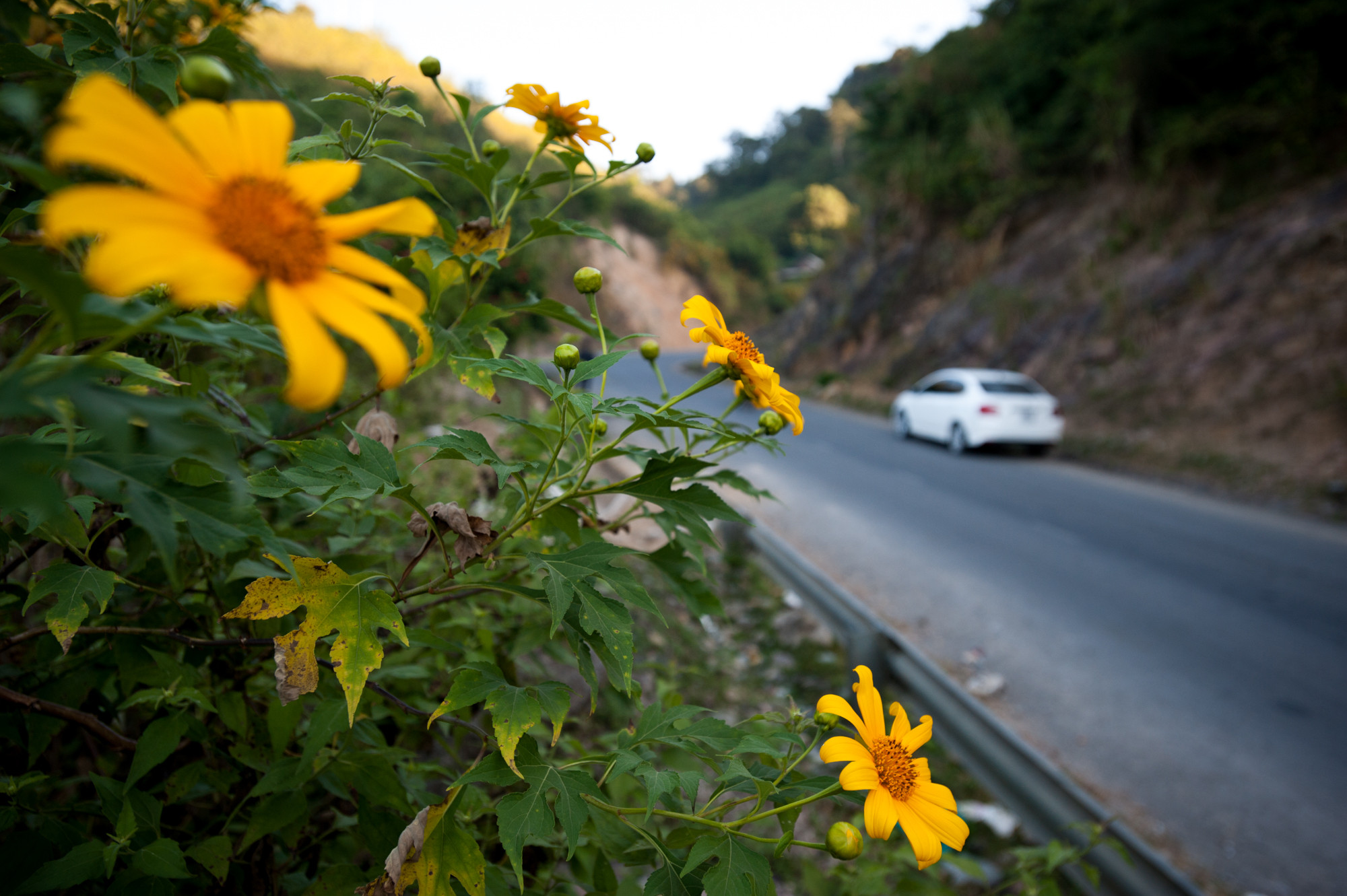 Hoa dã quỳ nở vàng rực bên đường Quốc lộ 7 đoạn lên Cửa khẩu Nậm Cắn. Ảnh Thành Cường.jpg