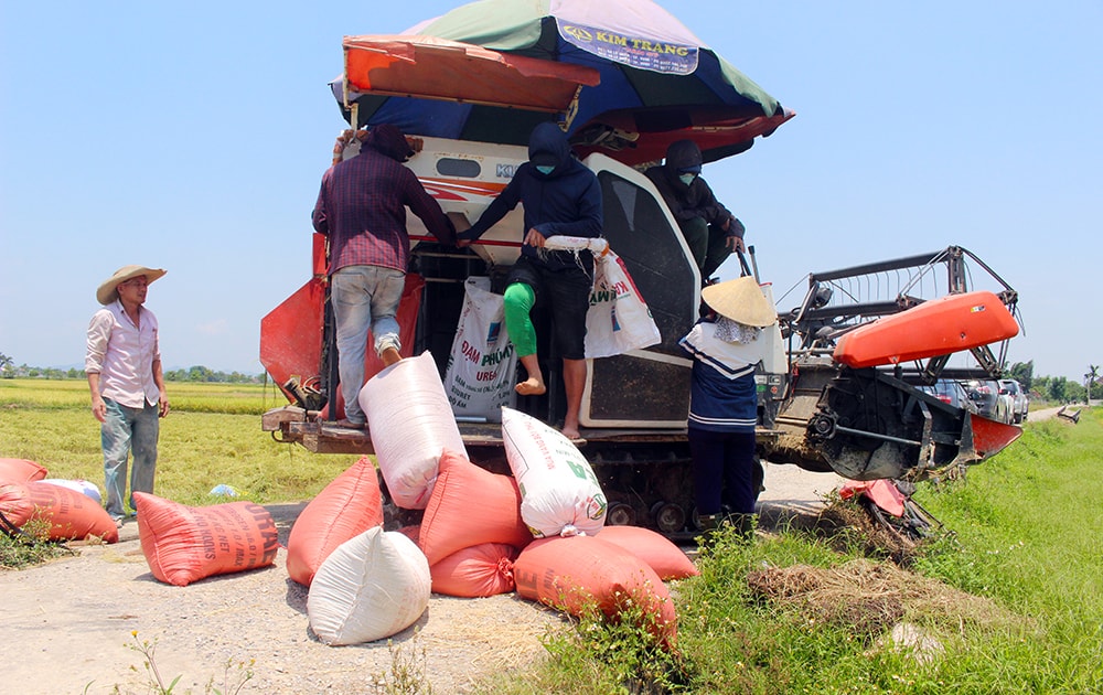 Nghệ An làm gì để đưa ngành hàng lúa gạo lên 'tầm cao mới'? Nghệ An làm gì để đưa ngành hàng lúa gạo lên 'tầm cao mới'?