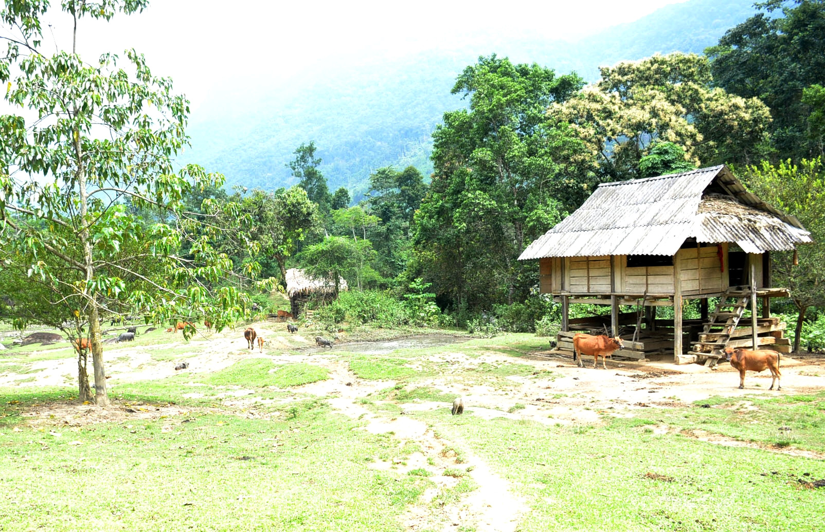 bna_Thung lũng Huồi Kháng là nơi chăn nuôi tập trung của 16 hộ dân bản Pục, xã Nậm Giải. Ảnh Xuân Hoàng.jpg